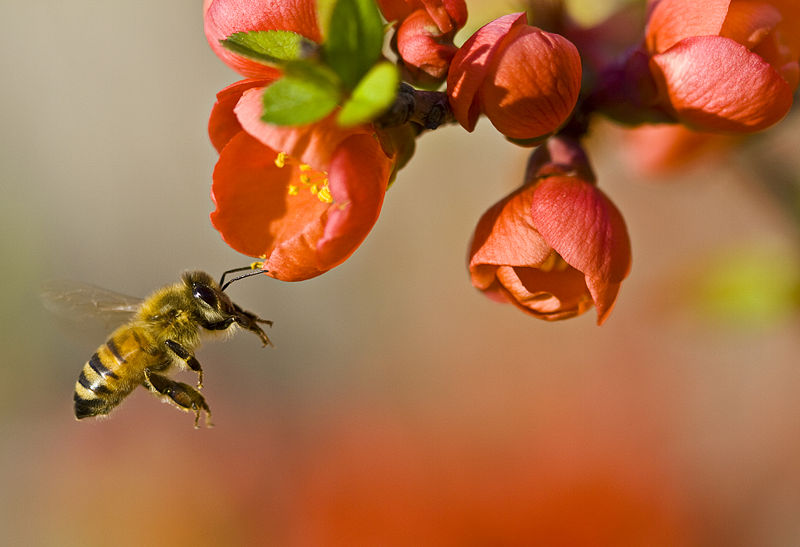 🐝زهر زنبور ابرمیکروب مقاوم را از بین می برد