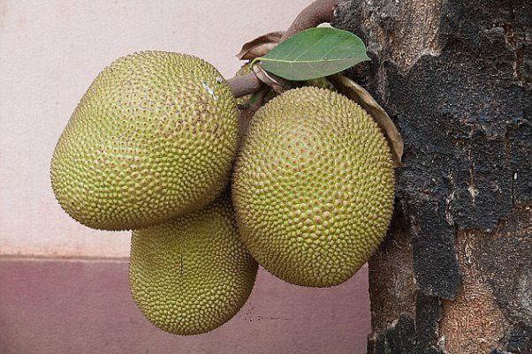 جک فرویت، میوه ای بسیار مقوی