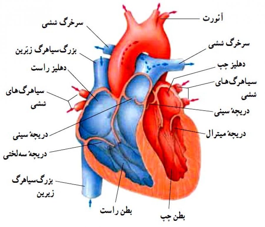  قلب و عروق- برای مشاهده ادامه مطلب اینجا کلیک کنید
