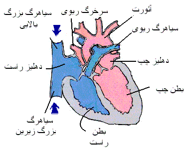  در انسان‌ها، پستانداران دیگر و پرندگان قلب به چهار محفظه تقسیم می‌شود: دهلیز چپ و راست که بالا و بطن چپ و راست که در قسمت پایین قرار گرفته است.  معمولاً دهلیز و بطن راست را به نام قلب راستی و همتایان چپی آن‌هارا به نام قلب چپی می‌شناسند اما در مواردی دیگر، قلب ماهی‌ها دو محفظه، یک بطن و یک دهلیز دارد،  