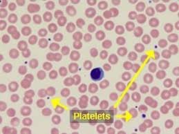 پلاکتها (به انگلیسی: Platelets) یا ترومبوسیت‌ها اجسام کروی یا بیضوی کوچکی به قطر ۴–۲ میکرون هستند که از قطعه قطعه شدن سیتوپلاسم سلولهای بزرگی به نام مگا کاریوسیت (Mega karyocytes) در مغز استخوان حاصل می‌شود، فاقد هسته‌اند. با وجود این در مهره‌داران پست سلولهای هسته داری به نام ترومبوسیت معادل پلاکت می‌باشد. پلاکت سیتوپلاسم وسیع و گرانول های گرد متعدد دارند. پلاکتها را ترومبوسیت نیز می‌نامند. تعداد پلاکتها ۴۰۰–۱۵۰ هزار در هر میکرولیتر خون می‌باشد؛ و عمر آنها ۱۱–۸ روز می‌باشد. هر پلاکت توسط غشایی غنی از گلیکوپروتئین محصور شده و بررسی‌ها بیان‌گر وجود آنتی‌ژنهای گروه خونی ABO در غشای پلاکتها می‌باشد.