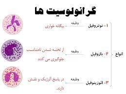  (به انگلیسی: Granulocyte) یا پلی‌مورفونوکلئرها گروهی از گویچه‌های سفید هستند که در سیتوپلاسم خود گرانول دارند.نوتروفیل‌ها، ائوزینوفیل‌ها (اسیدوفیل) و بازوفیل‌ها سه نوع گرانولوسیت‌ها بر اساس رنگ‌پذیری گرانول‌های اختصاصی هستند.هسته چند قسمتی و سیتوپلاسم آنها دانه‌دار است و 70 درصد از گلبولهای سفید خون را تشکیل می‌دهند. این گلبولها خاصیت بیگانه خواری دارند و به هنگام گردش در خون ، باکتریها و سایر مواد خارجی را با ایجاد پاهای کاذب و عمل فاگوسیتوز به درون خود می‌کشند و آنها را هضم می‌کنند و از بین می‌برند. این گلبولها همچنین می‌توانند از میان سلولهای پوششی جدار مویرگها عبور کرده و وارد فضای بین سلولی شوند و این عمل سلولهای سفید را دیاپدز می‌گویند. گرانولوسیتها به سه گروه تقسیم می‌شوند. 