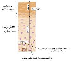  روپوست*[۱] یا اِپیدرم(به انگلیسی: Epidermis)*[۲] به همراه لایه‌شاخی٬ لایهٔ بیرونی پوست است که همراه با درم تشکیل پوست بدن را می‌دهند.اپیدرم دارای بافت اپیتلیوم سنگفرشی مطبق است.[۱] اپیدرم مرزبندی اصلی در سطح بدن است و آن‌‌را در برابر محیط ایمن می کند. سلولهای اصلی اپیدرم کراتینوسیتها هستند. در انسان، نازک‌ترین لایه اپیدرم در پلک ها (۰/۱ میلی‌متر) و ضخیم‌ترین آن در کف دستها و پاها (۱/۵ میلی‌متر) است.[۲] از نظر رویان‌شناسی٬ اپیدرم از لایهٔ جنینی اکتودرم منشأ می‌گیرد.