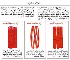  قلب ماهیچه ای است که به صورت غیرارادی منقبض میشود و از نظر بافت شناسی شبیه ماهیچه اسکلتی است و با این تفاوت که سلول های ماهیچه اسکلتی ارادی است و شکل منظمی دارند اما سلول های ماهیچه ای قلب شکل نامنظم دارند . این سلول های ماهیچه ای از نظر الکتریکی با یکدیگر در ارتباط هستند . این رابطه توسط صفحاتی به نام (انترکاله) به وجود می آید که تارهای ماهیچه ای قلب را به یکدیگر پیوند می زند . در بافت ماهیچه ای قلب میتوکندری  فراوان و شبکه ی سارکوپلاسمیک وجود دارد تا یون کلسیم را در اختیار قلب قرار دهد . این شبکه در قلب اندک تفاوتی با ماهیچه اسکلتی دارد .