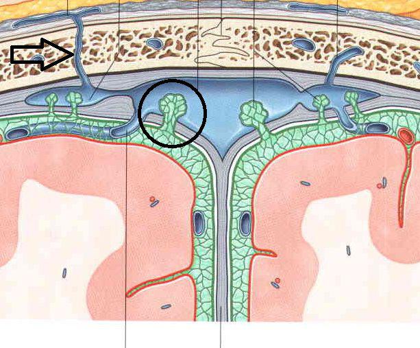  سیستم عصبی- برای مشاهده ادامه مطلب اینجا کلیک کنید