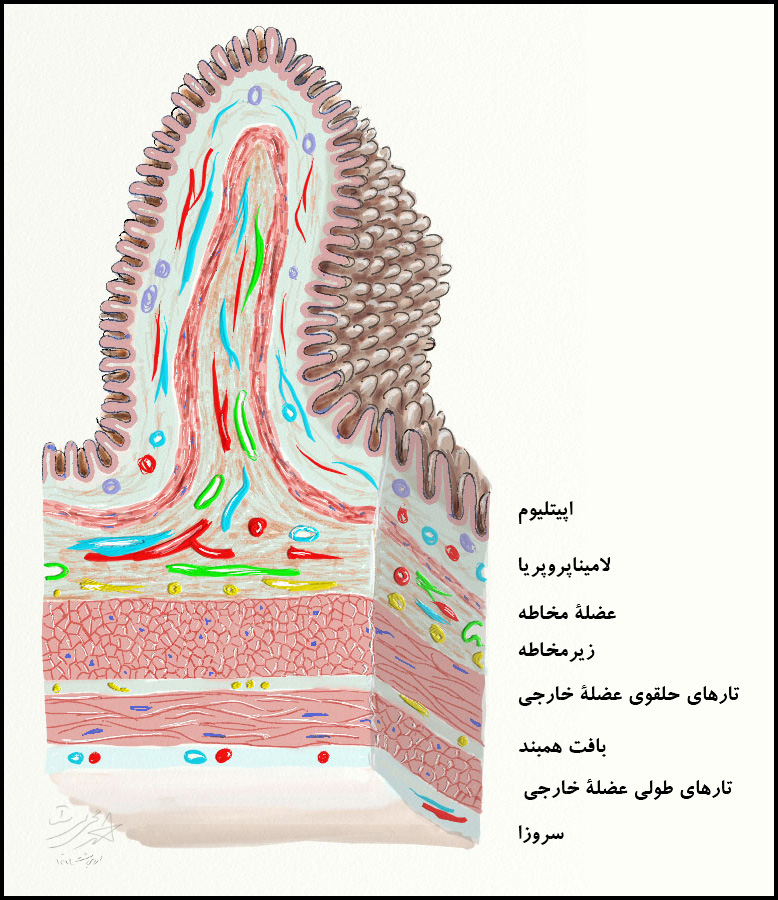   سطحی‌ترین لایۀ لولۀ گوارشی است و وظیفۀ ترشح (آب، آنزیم، موکوس، آنتی‌بادی، هورمون و اسید) و جذب (آب الکترولیت، ویتامین، صفرا، و مواد غذایی) و نیز ایجاد خط اول دفاعی است.مخاطه، خود از سه لایۀ دیگر تشکیل شده است که از سطح به عمق به ترتیب عبارتند از: بافت پوششی یا اپیتلیوم، لامیناپروپریا و لایۀ عضلۀ مخاطه.