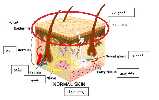  لایه دوم یا درم 5 تا 7 برابر ضخیمتر از اپیدرم است و به وسیله یک غشاءپیوندی پایه به آن متصل شده است .درم از یک غشاء ضخیم ارتباطی تشکیل شده است که در حقیقت شبکه بهم بافته ای است از مویرگها ی خونی و لنفی ، رشته ها وپایانه های عصبی وحسی ، کلاژن و فیبرهای پروتئینی الاستینی که وظیفه آنها نگهداری و حفظ رشته های عصبی می باشد .فولیکول های مو ، مویرگهای خونی ، غده های چربی و عرق نیز در این لایه قرار دارند . وظیفه اصلی این لایه حفظ استحکام و ارتجاع پوست می باشد .