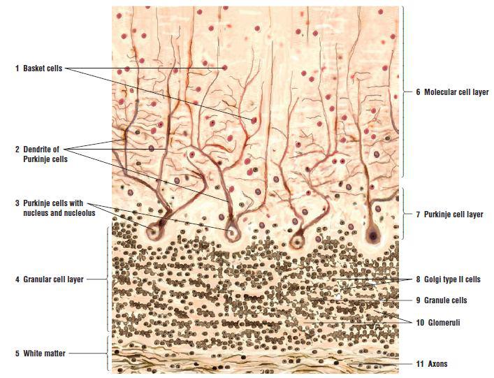  یاخته‌های پورکینیه (به انگلیسی: Purkinje cell) یا نورون‌های پورکینیه لایه میانی قشر مخچه را تشکیل می‌دهند.این سلول‌ها نسبتاً بزرگ بوده عملکردی مؤثر در پردازش اطلاعات دارند. میانجی عصبی مؤثر بر این یاخته‌ها گاما آمینوبوتیریک اسید  بوده و این نوع نورونها توسط یک کالبدشناس اهل چک بنام یان پورکینیه کشف شده‌اند.