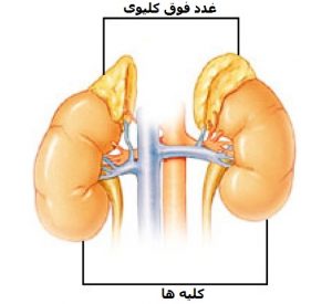  غدد فوق کلیوی  یا غده‌های آدرنال(Adrenal) یک جفت غده درون‌ریز هستند که هر کدام بر روی کلیه‌ها قرار دارند و وزن هر غده حدود ۵ گرم است. هر غده از دو بخش قشر(Cortex) و مغز یا مدولا(Medulla) تشکیل شده‌است که هرکدام از این دو بخش هورمون‌های جداگانه‌ای ترشح می‌کند. 