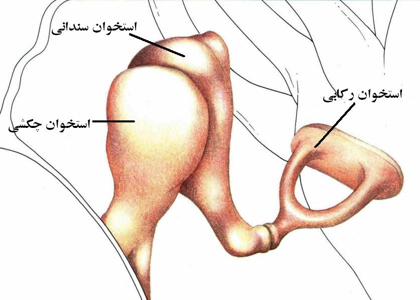  گوش اندام حسی است که صدا را دریافت می‌کند. گوش انسان از سه قسمت خارجی، میانی و داخلی تشکیل شده‌است. اختلاف زمان جزئی که در رسیدن صدا به دو گوش وجود دارد، به تشخیص جهت صدا کمک می‌کند. امواج حرکتی صوت در گوش به امواج الکتریکی تبدیل و به مغز فرستاده می‌شوند. گوش انسان قادر است بین ۲۰ تا ۲۰۰۰۰ هرتز را درک کند. به این محدوده محدوده شنوایی انسان می‌گویند.گوش از سه بخش مختلف تشکیل شده است: گوش خارجی، میانی و درونی.گوش ها تا اخر عمر انسان به رشد کردن ادامه میدهند.