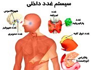  آشنایی با هورمون های گوارشی در بدن انسان