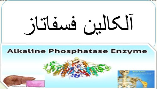 تفسیر آزمایش آلکالن فسفاتاز (ALP)(بخش اول)