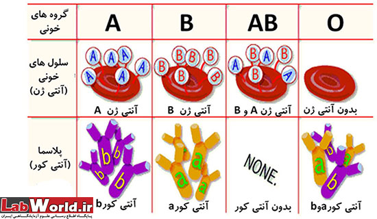 تست تعیین گروه خونی(بخش دوم)