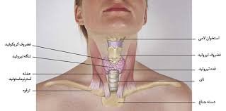 نتیجه آزمایش تیروئید را خودتان تفسیر کنید