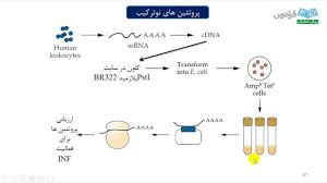 تولید پروتئین نوترکیب (بخش دوم)