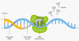 اصول کار با PCR بخش سوم