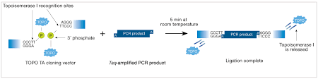 اصول کار با PCR بخش اول