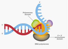 اصول کار با PCR بخش سوم