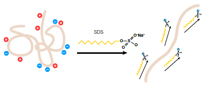 توضیح کامل تکنیک SDS-PAGE (بخش دوم)